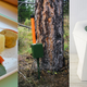 Illustration for article titled Can Bugs, Toilets, and Mushrooms Change the World?